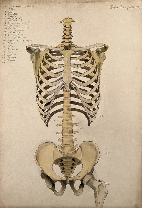 Framed Print : Bones of the trunk and pelvis: front view, 1880. Creator: Adele Mongredien Framed Print : Bones of the trunk and pelvis: front view, 1880. Creator: Adele Mongredien