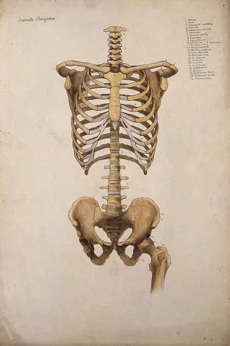 Framed Print : Bones of the trunk and pelvis: front view, 1880. Creator: Jeannette Mongredien Framed Print : Bones of the trunk and pelvis: front view, 1880. Creator: Jeannette Mongredien