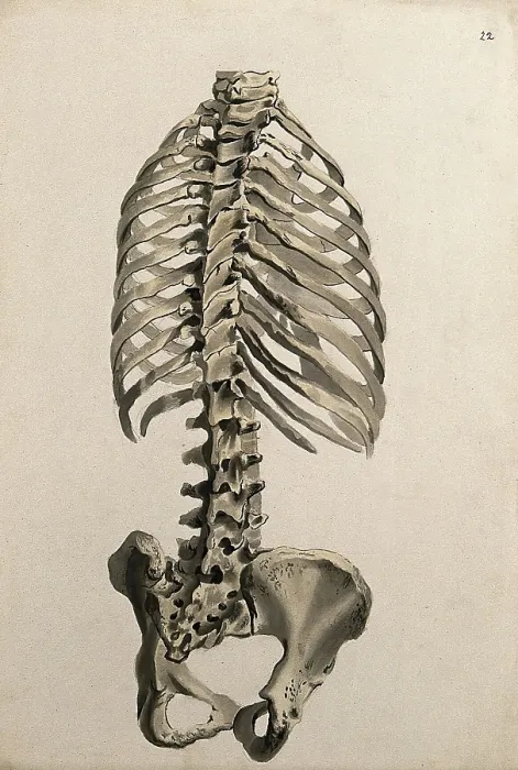 Framed Print : Bones of the trunk: back view, 1830-1835. Creator: Unknown Framed Print : Bones of the trunk: back view, 1830-1835. Creator: Unknown