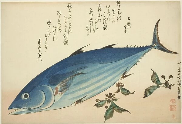 Bonito and saxifrage, from an untitled series of fish, c. 1832 / 33