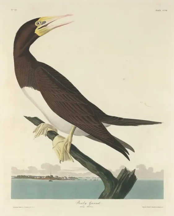 Framed Print : Booby Gannet, 1834. Creator: Robert Havell