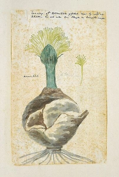 Boophone haemanthoides F.M. Leighton, formerly Amaryllis distycha (Bushman poison... 1777-1786. Creator: Robert Jacob Gordon)