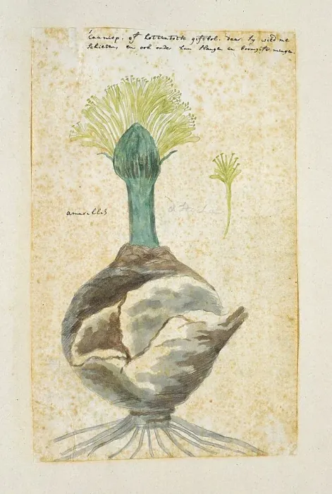 Framed Print : Boophone haemanthoides F.M. Leighton, formerly Amaryllis distycha (Bushman poison... 1777-1786. Creator: Robert Jacob Gordon) Framed Print : Boophone haemanthoides F.M. Leighton, formerly Amaryllis distycha (Bushman poison... 1777-1786. Creator: Robert Jacob Gordon)
