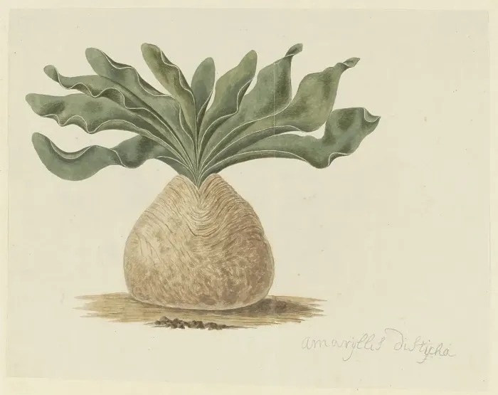 Framed Print : Boophone haemanthoides F.M. Leighton (Hottentots Poison-Bulb, Or Giftbol), 1777-1786. Creator: Robert Jacob Gordon Framed Print : Boophone haemanthoides F.M. Leighton (Hottentots Poison-Bulb, Or Giftbol), 1777-1786. Creator: Robert Jacob Gordon