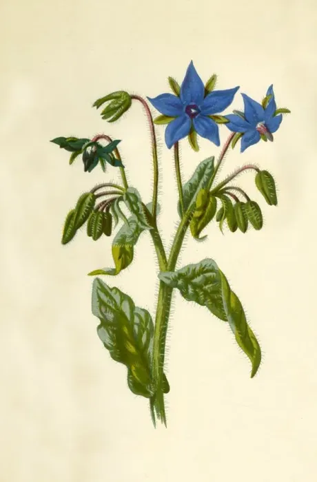 Framed Print : Borage, 1877. Creator: Frederick Edward Hulme Framed Print : Borage, 1877. Creator: Frederick Edward Hulme