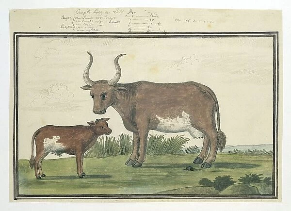 Bos taurus: Cape cow and calf, 1778. Creator: Robert Jacob Gordon