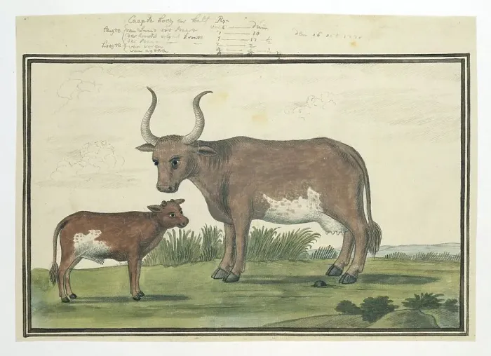 Framed Print : Bos taurus: Cape cow and calf, 1778. Creator: Robert Jacob Gordon Framed Print : Bos taurus: Cape cow and calf, 1778. Creator: Robert Jacob Gordon