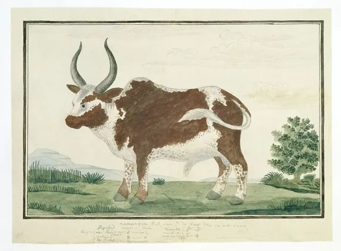 Framed Print : Bos taurus: Namaqua Ox or nomgo, 1778. Creator: Robert Jacob Gordon Framed Print : Bos taurus: Namaqua Ox or nomgo, 1778. Creator: Robert Jacob Gordon