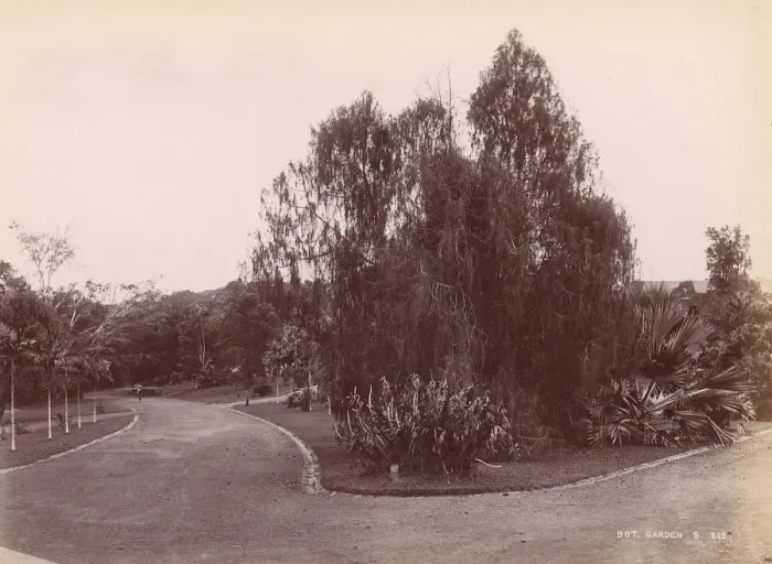 Framed Print : Botanical Garden, 1860s-70s. Creator: Unknown Framed Print : Botanical Garden, 1860s-70s. Creator: Unknown