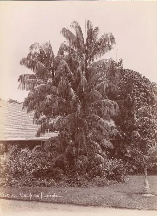 Framed Print : Botanical Garden, 1860s-70s. Creator: Unknown Framed Print : Botanical Garden, 1860s-70s. Creator: Unknown