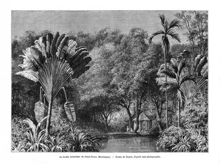 Framed Print : Botanical garden, Saint-Pierre, Martinique, 19th century. Artist: E de Berard Framed Print : Botanical garden, Saint-Pierre, Martinique, 19th century. Artist: E de Berard