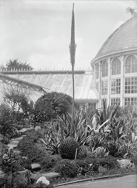 Botanical Gardens, 1917 or 1918. Creator: Harris & Ewing. Botanical Gardens, 1917 or 1918. Creator: Harris & Ewing