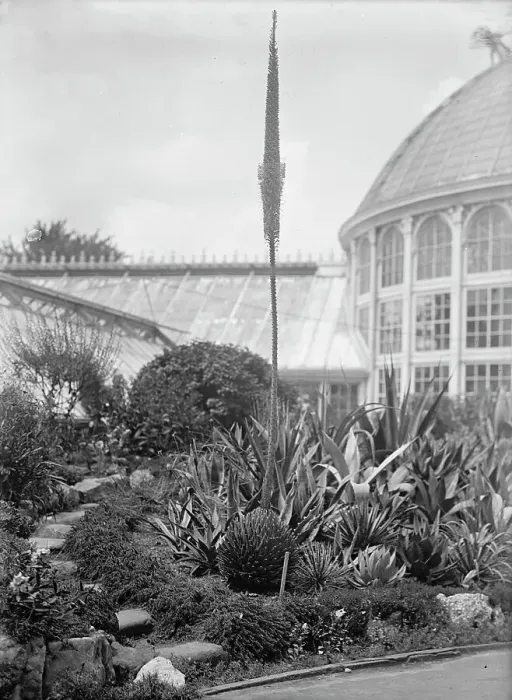 Framed Print : Botanical Gardens, 1917 or 1918. Creator: Harris & Ewing. Botanical Gardens, 1917 or 1918. Creator: Harris & Ewing Framed Print : Botanical Gardens, 1917 or 1918. Creator: Harris & Ewing. Botanical Gardens, 1917 or 1918. Creator: Harris & Ewing