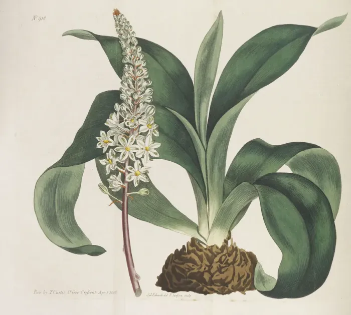 Framed Print : Botanical Magazine, 1787-1833. Creator: Curtis, William (1746-1799) Framed Print : Botanical Magazine, 1787-1833. Creator: Curtis, William (1746-1799)