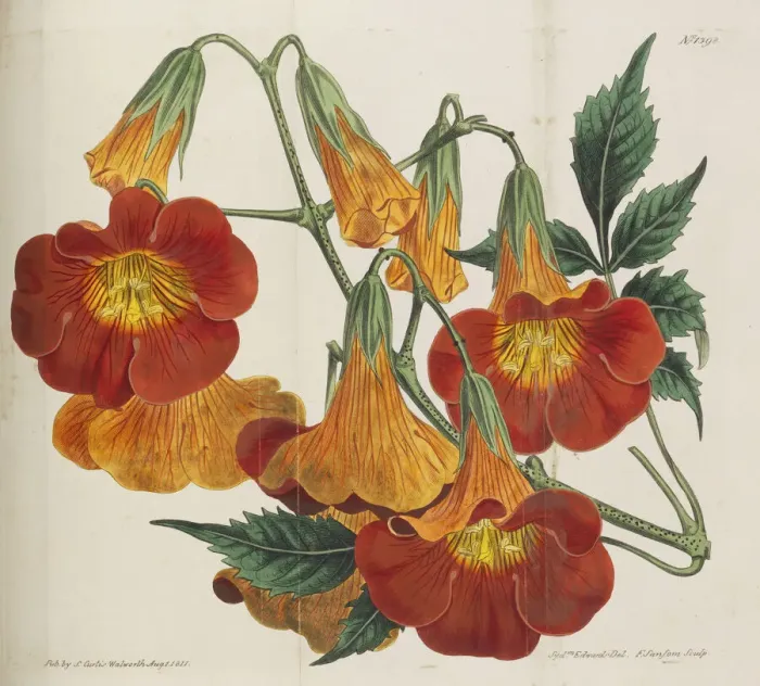Framed Print : Botanical Magazine, 1787-1833. Creator: Curtis, William (1746-1799)