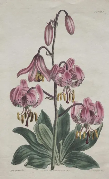 Framed Print : The Botanical Magazine or Flower Garden Displayed... Turks Cap Lily, 1814. Creator: S Framed Print : The Botanical Magazine or Flower Garden Displayed... Turks Cap Lily, 1814. Creator: S