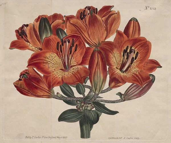 The Botanical Magazine or Flower Garden Displayed: Orange-Lily, 1807. Creator: Thomas Curtis