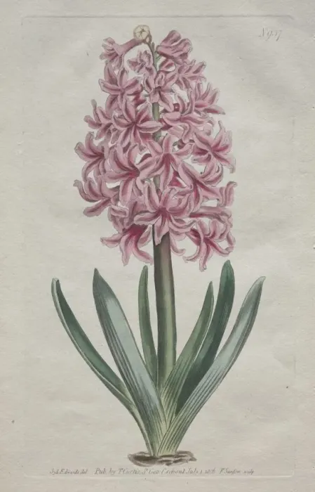 Framed Print : The Botanical Magazine or Flower Garden Displayed: Garden Hyacinth, 1806. Creator Framed Print : The Botanical Magazine or Flower Garden Displayed: Garden Hyacinth, 1806. Creator
