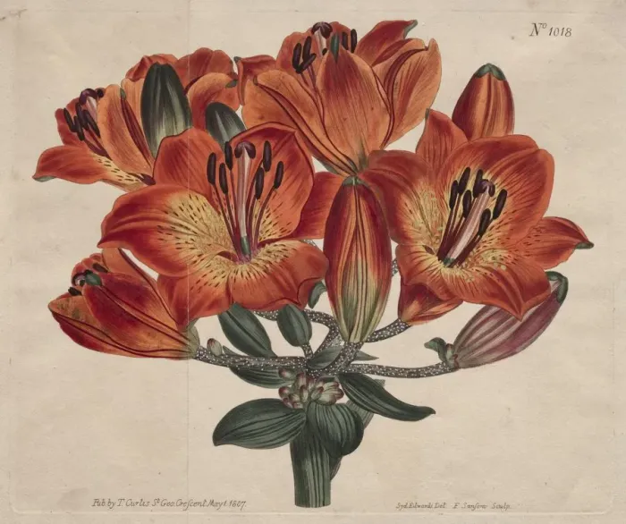 Framed Print : The Botanical Magazine or Flower Garden Displayed: Orange-Lily, 1807. Creator: Thomas Curtis Framed Print : The Botanical Magazine or Flower Garden Displayed: Orange-Lily, 1807. Creator: Thomas Curtis