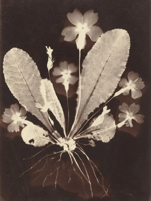 Framed Print : Botanical Photogram, 1860s. Creator: Unknown Framed Print : Botanical Photogram, 1860s. Creator: Unknown