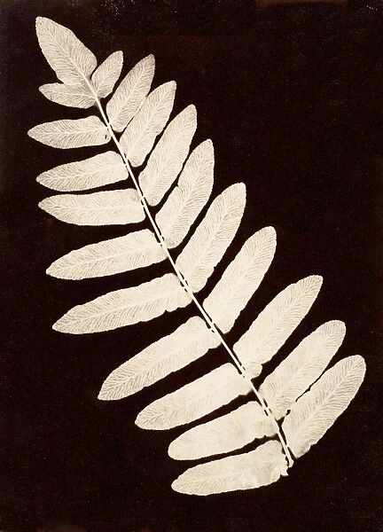 Botanical Specimen: Fern, 1855-60. Creator: Unknown
