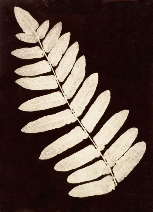 Framed Print : Botanical Specimen: Fern, 1855-60. Creator: Unknown Framed Print : Botanical Specimen: Fern, 1855-60. Creator: Unknown