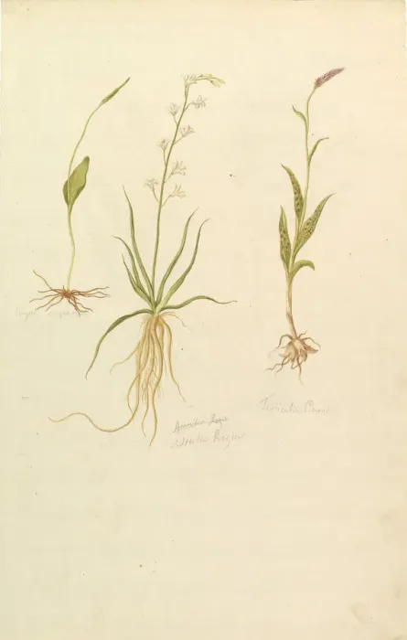 Framed Print : Botanical Studies (recto); Botanical Studies (verso), ca. 1820. Creator: Anon Framed Print : Botanical Studies (recto); Botanical Studies (verso), ca. 1820. Creator: Anon