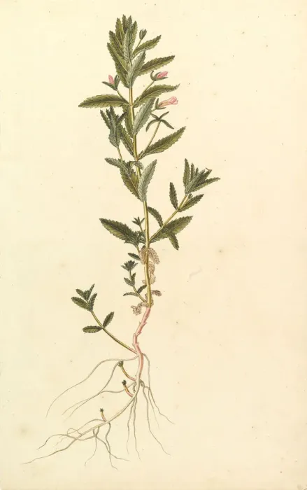 Framed Print : Botanical Study, ca. 1820. Creator: Anon Framed Print : Botanical Study, ca. 1820. Creator: Anon