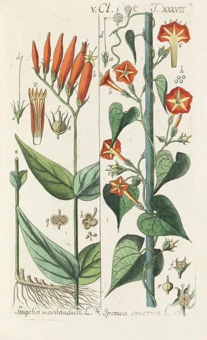 Framed Print : Botanisches Handbuch, 1808. Creator: Schkuhr, Christian (1741-1811) Framed Print : Botanisches Handbuch, 1808. Creator: Schkuhr, Christian (1741-1811)