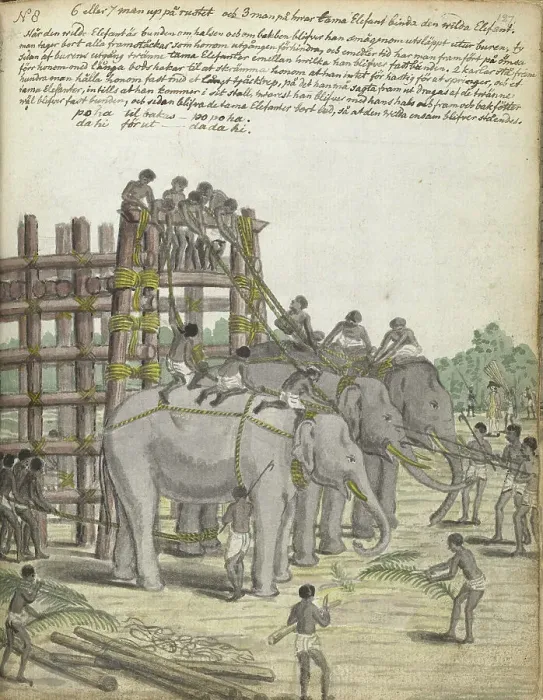 Framed Print : A Bound Elephant being led from the Last Section of the trap, the Prison Corral, 1785. Creator: Jan Brandes Framed Print : A Bound Elephant being led from the Last Section of the trap, the Prison Corral, 1785. Creator: Jan Brandes