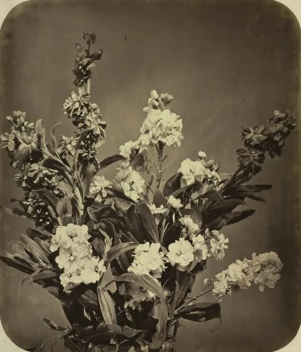 Framed Print : Bouquet, c. 1855. Creator: Adolphe Braun (French, 1812-1877) Framed Print : Bouquet, c. 1855. Creator: Adolphe Braun (French, 1812-1877)