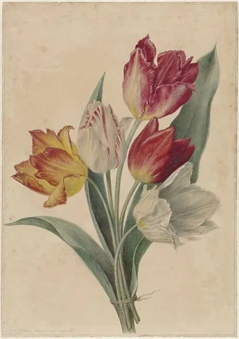 Framed Print : Bouquet of Tulips, 1831-1900. Creator: Jan Jacob Goteling Vinnis Framed Print : Bouquet of Tulips, 1831-1900. Creator: Jan Jacob Goteling Vinnis
