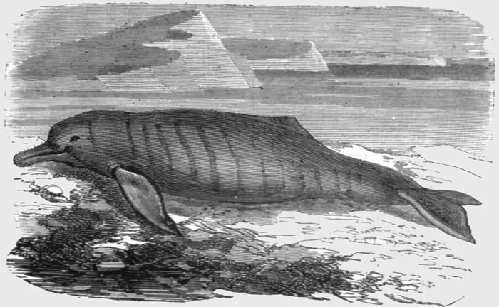 Framed Print : The Bouto, or Fresh-water Dolphin, of the Amazons, 1875. Creator: Unknown Framed Print : The Bouto, or Fresh-water Dolphin, of the Amazons, 1875. Creator: Unknown