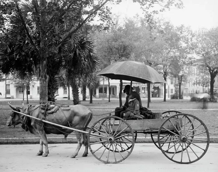 Framed Print : A Bovinmobile, Savannah, Ga. between 1900 and 1910. Creator: Unknown Framed Print : A Bovinmobile, Savannah, Ga. between 1900 and 1910. Creator: Unknown