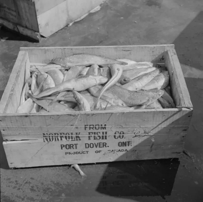 Framed Print : A box of fish shipped from Port Dover, Ontario, New York, 1943. Creator: Gordon Parks Framed Print : A box of fish shipped from Port Dover, Ontario, New York, 1943. Creator: Gordon Parks