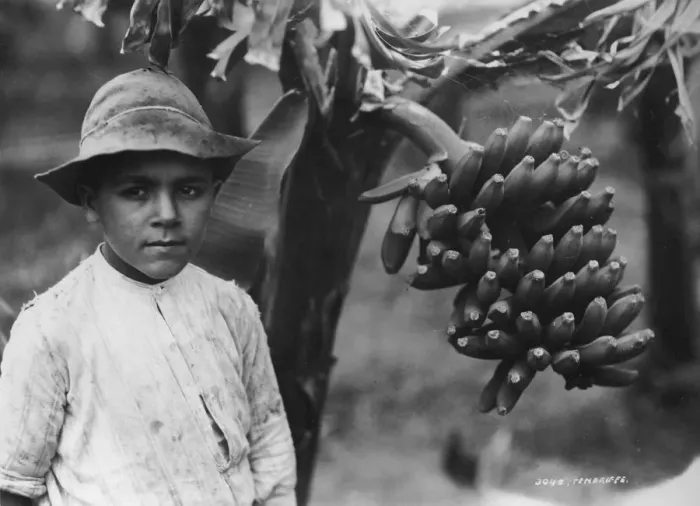 Framed Print : Boy with bananas growing on a tree, Tenerife, Canary Islands, Spain, c1920s-c1930s(?) Framed Print : Boy with bananas growing on a tree, Tenerife, Canary Islands, Spain, c1920s-c1930s(?)