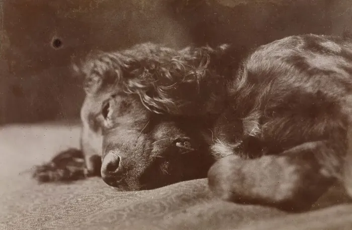 Framed Print : Boyce, Portrait of a Setter Dog, 1880-1890. Creator: Thomas Eakins Framed Print : Boyce, Portrait of a Setter Dog, 1880-1890. Creator: Thomas Eakins