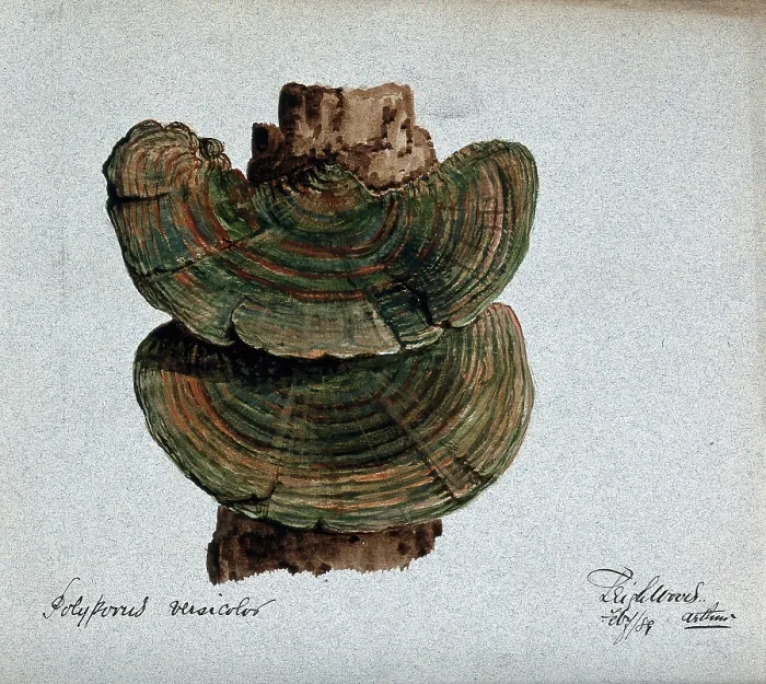 Framed Print : A bracket fungus (Coriolus versicolor): fruiting bodies growing on wood, 1889. Creator: Arthur Wheeler Framed Print : A bracket fungus (Coriolus versicolor): fruiting bodies growing on wood, 1889. Creator: Arthur Wheeler
