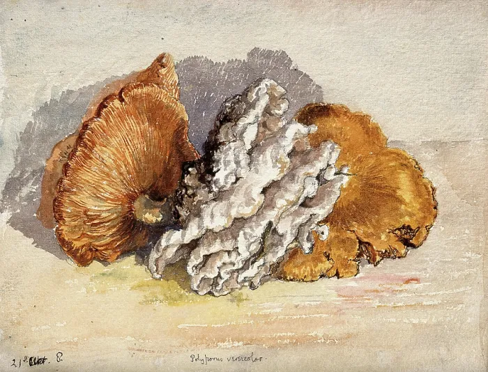 Framed Print : A bracket fungus (Coriolus versicolor): group of fruiting bodies. Creator: Unknown Framed Print : A bracket fungus (Coriolus versicolor): group of fruiting bodies. Creator: Unknown