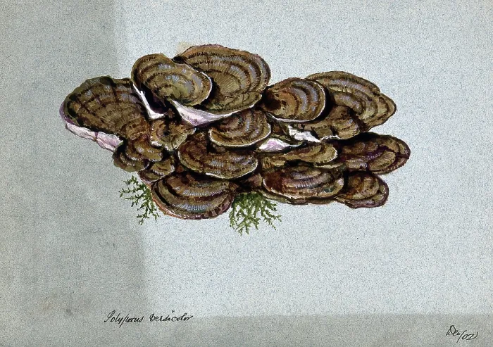 Framed Print : A bracket fungus (Coriolus versicolor): a large group of fruiting bodies, 1902. Creator: Unknown Framed Print : A bracket fungus (Coriolus versicolor): a large group of fruiting bodies, 1902. Creator: Unknown