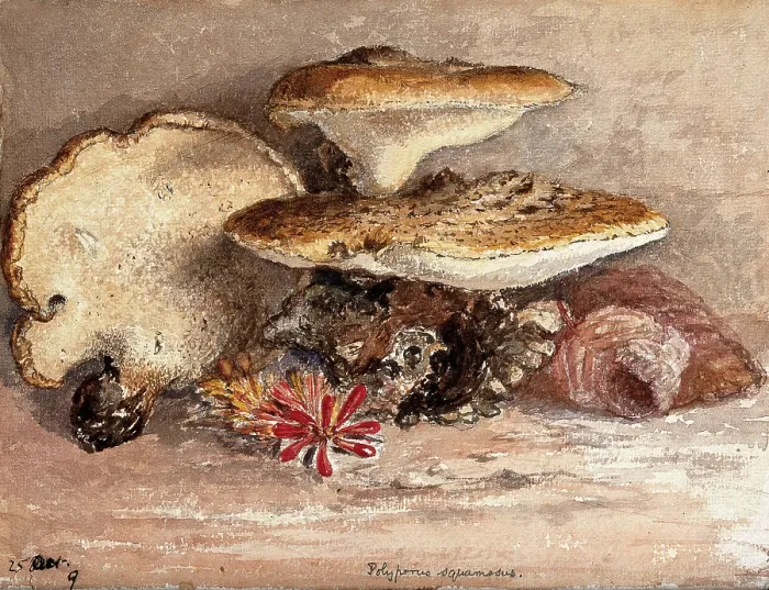 Framed Print : A bracket fungus (Polyporus squamosus): group of fruiting bodies. Creator: Unknown