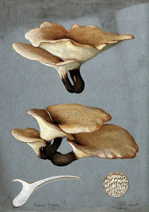 Framed Print : A bracket fungus (Polyporus varius): groups of fruiting bodies with one sectioned, 1900. Creator: G Harding Framed Print : A bracket fungus (Polyporus varius): groups of fruiting bodies with one sectioned, 1900. Creator: G Harding