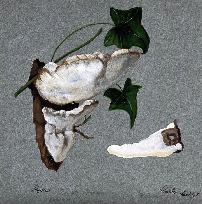 Framed Print : A bracket fungus (Trametes suaveolens): two fruiting bodies growing on wood and a... 1897. Creator: R Baker Framed Print : A bracket fungus (Trametes suaveolens): two fruiting bodies growing on wood and a... 1897. Creator: R Baker