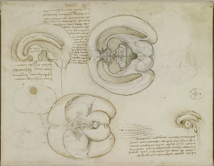 Framed Print : The brain, c.1508. Creator: Leonardo da Vinci (1452-1519) Framed Print : The brain, c.1508. Creator: Leonardo da Vinci (1452-1519)