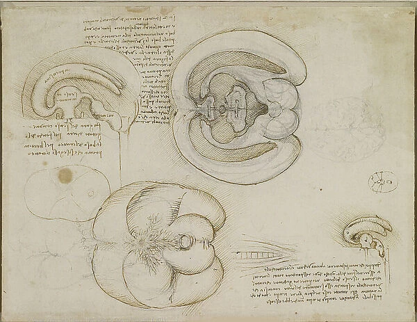 The brain, c.1508. Creator: Leonardo da Vinci (1452-1519)