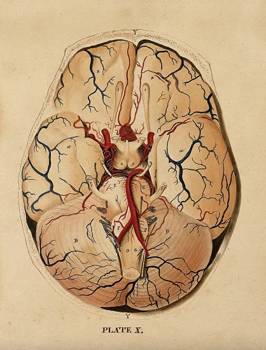 Framed Print : Brain: dissection showing the base of the brain, 1820-1827. Creator: William Home Lizars Framed Print : Brain: dissection showing the base of the brain, 1820-1827. Creator: William Home Lizars