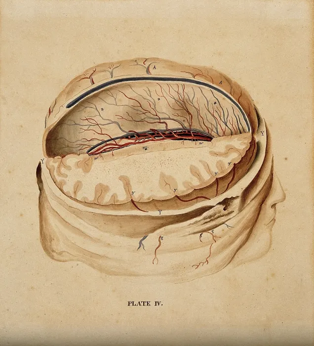 Framed Print : Brain: dissection showing a section of the right hemisphere, 1820-1827. Creator: William Home Lizars Framed Print : Brain: dissection showing a section of the right hemisphere, 1820-1827. Creator: William Home Lizars