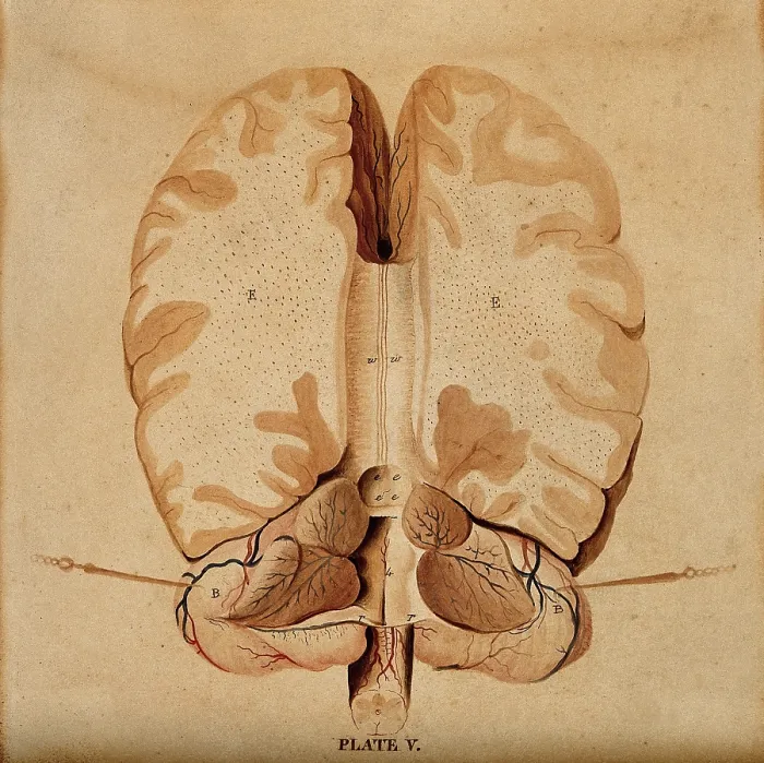 Framed Print : Brain: horizontal section, 1820-1827. Creator: William Home Lizars Framed Print : Brain: horizontal section, 1820-1827. Creator: William Home Lizars