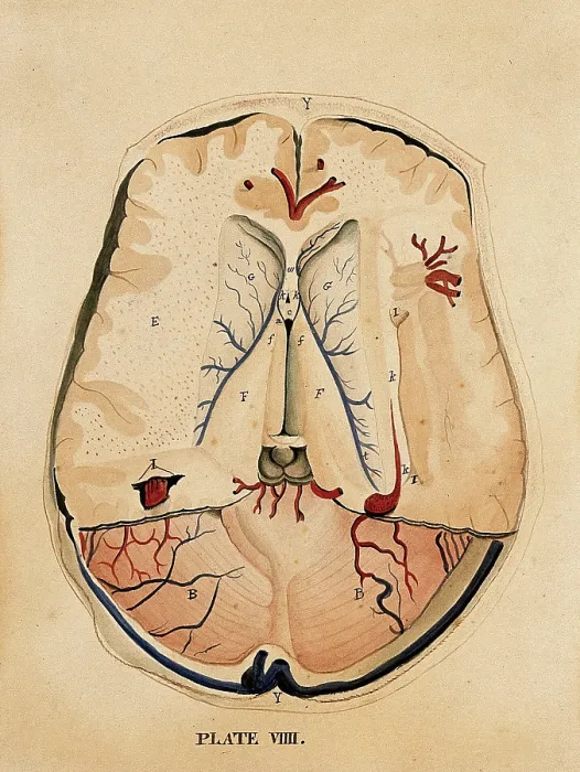 Framed Print : Brain: horizontal section, 1820-1827. Creator: William Home Lizars Framed Print : Brain: horizontal section, 1820-1827. Creator: William Home Lizars