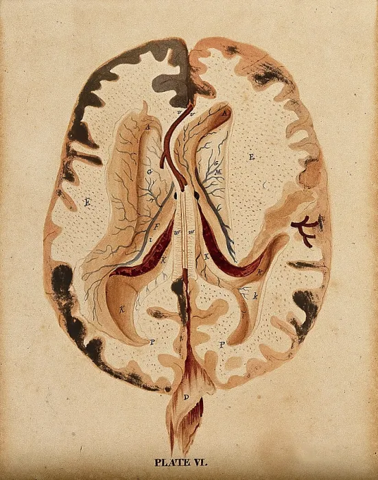 Framed Print : Brain: horizontal section showing lateral ventricles, 1820-1827. Creator: William Home Lizars Framed Print : Brain: horizontal section showing lateral ventricles, 1820-1827. Creator: William Home Lizars